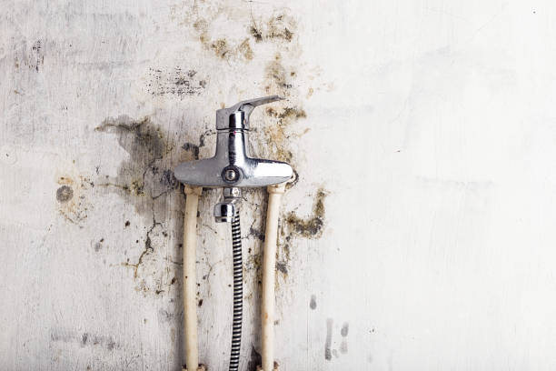Best Mold Testing  in Royalton, IL