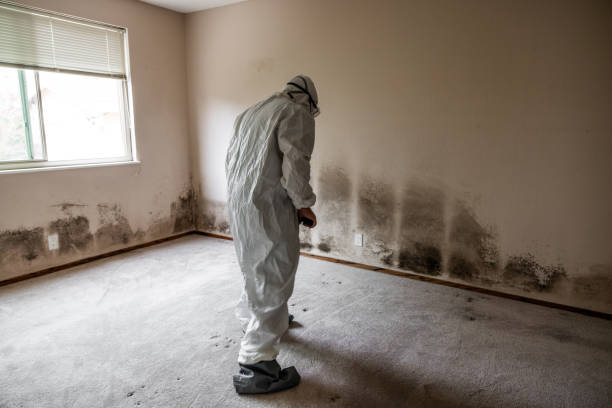 Best Residential Mold Removal  in Royalton, IL