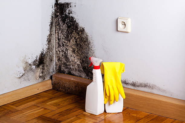 Best Affordable Mold Removal  in Royalton, IL