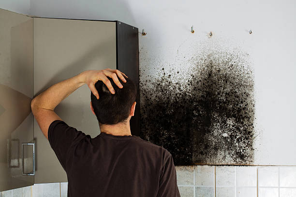 Best Commercial Mold Removal  in Royalton, IL